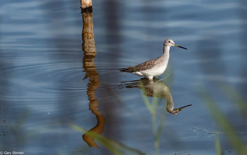 Greater Yellow Legs