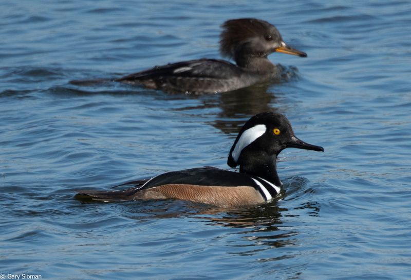 Hooded Merganser
