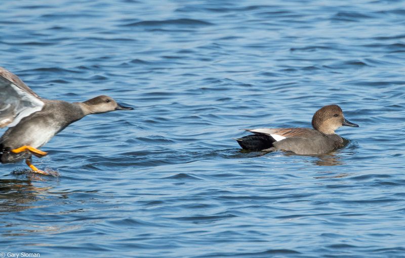 Gadwall