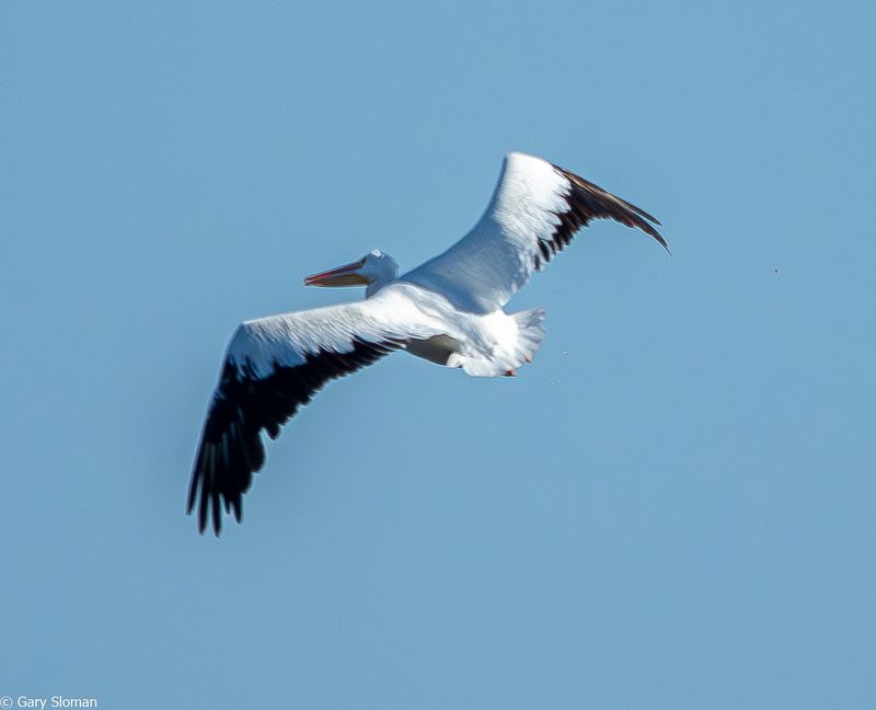 American White Pelican