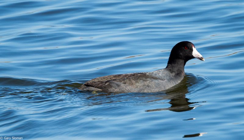 American Coot