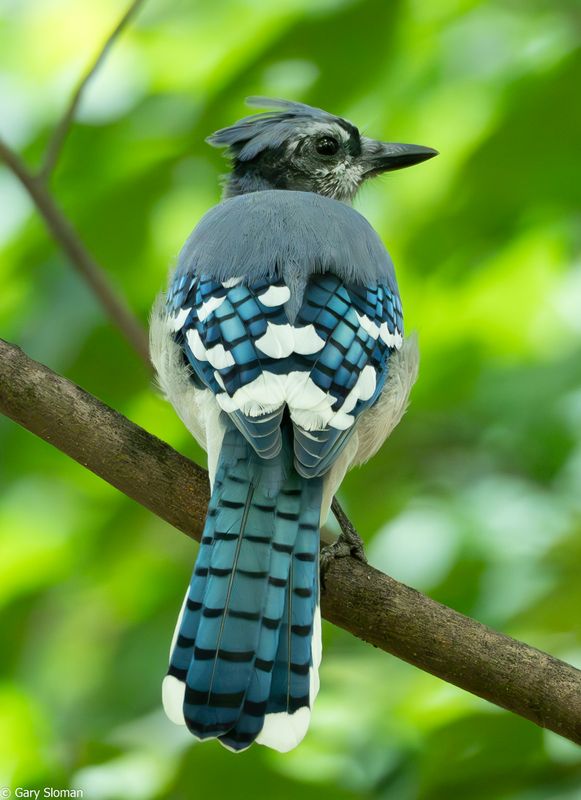 Blue Jay
