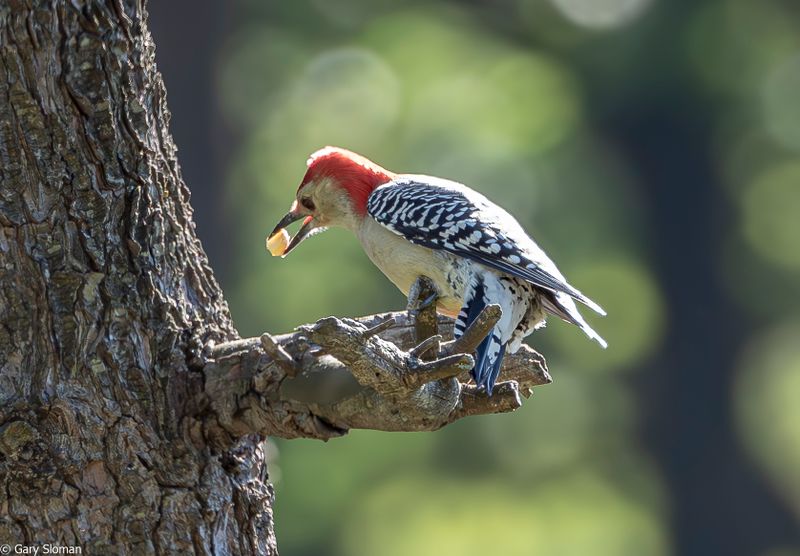 Red Bellied Woodpecker