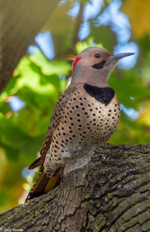 Northern Flicker