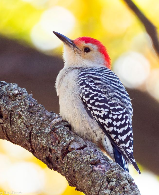 Red Belllied Woodpecker