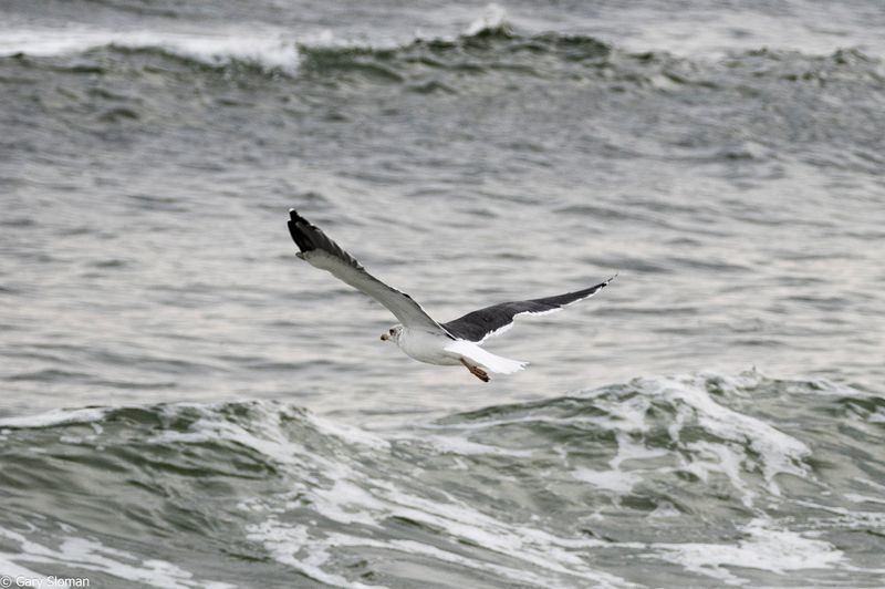 Great Black Backed Gull