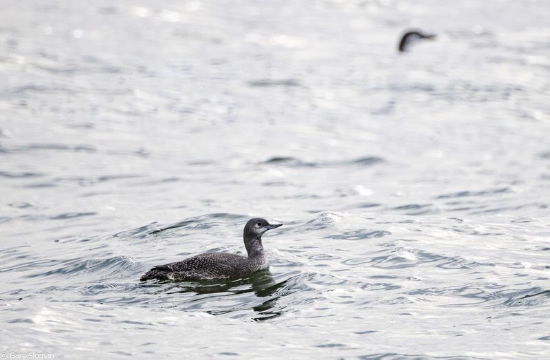 Red Throated Loon