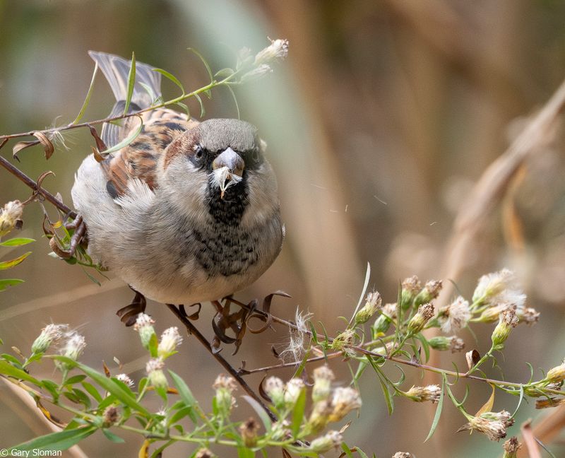House Sparrow