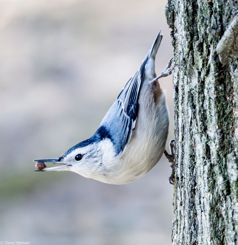 White Chested Nut Hatch
