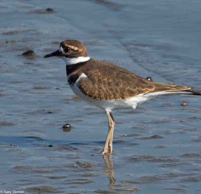 Kildeer