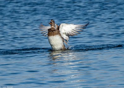 American Wigeon