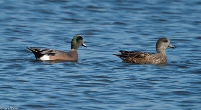 American Wigeon