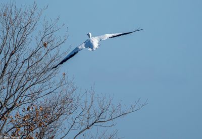 American White Pelican
