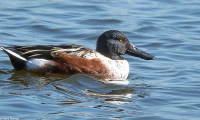 Northern Shoveler