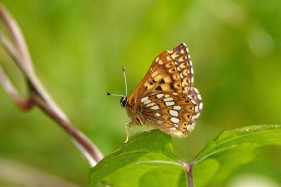 Duke Of Burgundy (Riodinidae)