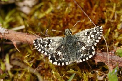 Grizzled Skipper