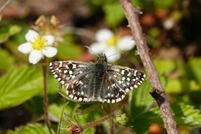Skippers (Hesperiidae)