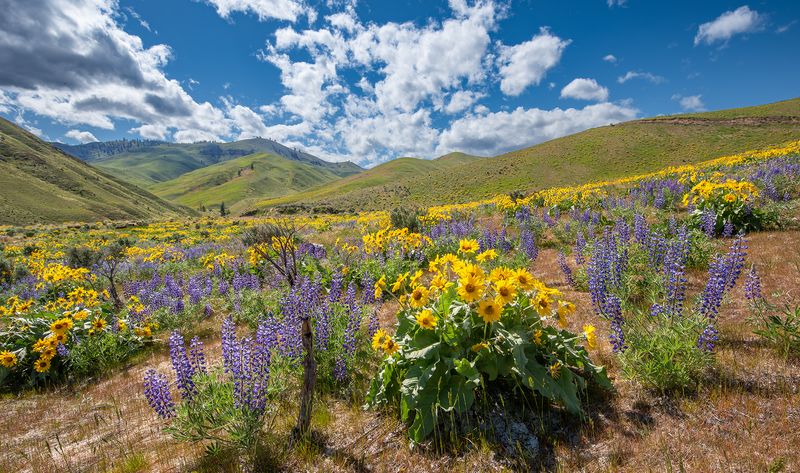 Spring Wildflower Bloom