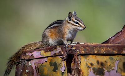 Chipmunk