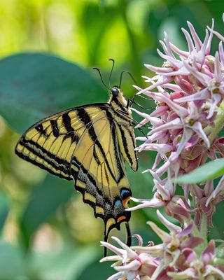 Tiger Swallowtail