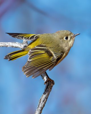 Ruby Crowned Kinglet