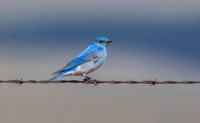 Mountain Bluebird