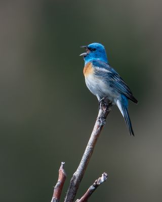 Lazuli Bunting