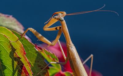 Praying Mantis