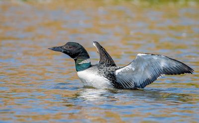Birds of Washington State