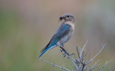 Birds of Washington State