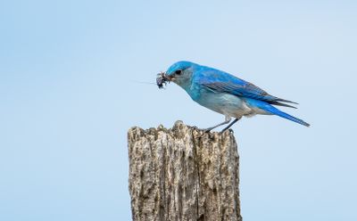 Birds of Washington State