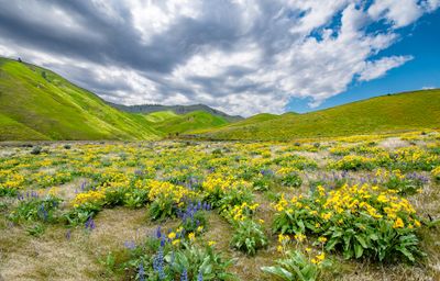 Washington State Landscapes