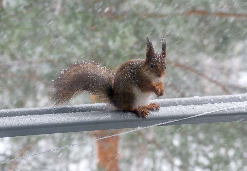 Squirrel in the Snow - Jyvaskyla, Finland, 17 March 2023 