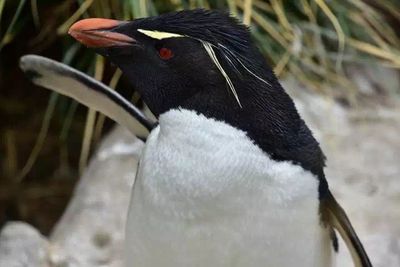 Rockhopper Penguin