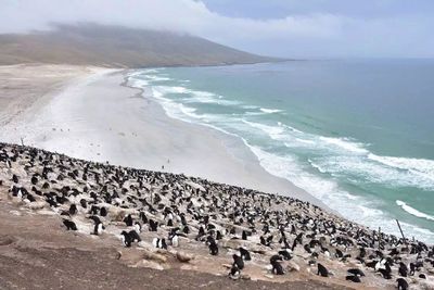 Nesting ground with an ocean view