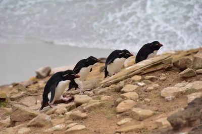 Rockhopper Penguins