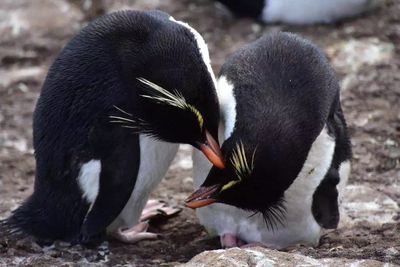 Courtship