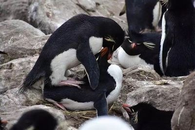 Mating