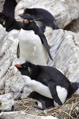 Rockhopper Penguins