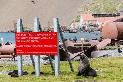 A bull fur seal guards his territory at the old whaling station