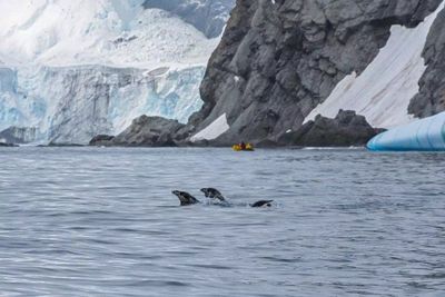 Chinstraps around the Elephant Island