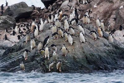 Chinstraps like to jump into the ocean in group