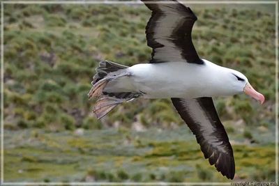 Gliding so gracefully