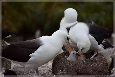 Both parents adore the chick