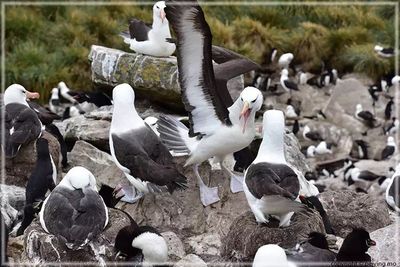 Fighting for  a nesting spot