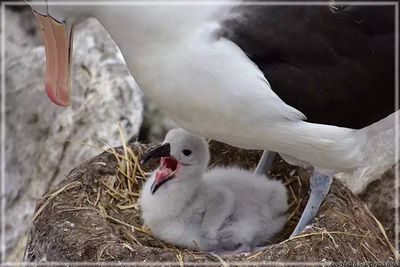 Chick with a large mouth to feed
