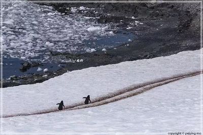 Gentoo Penguins