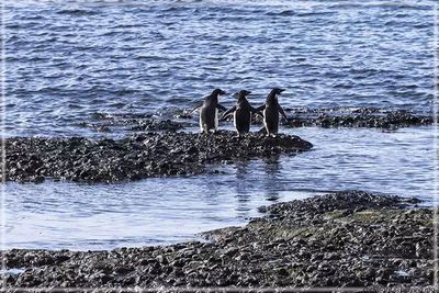 Adlie penguins - they look like the three swans in Swan Lake