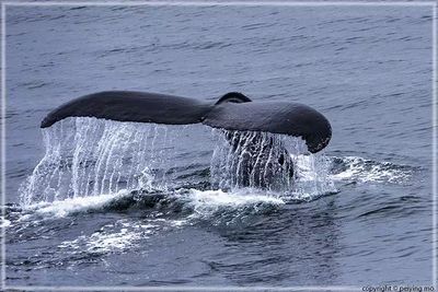 Humpback Whale