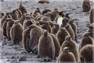 An adult supervisor looking after the chicks